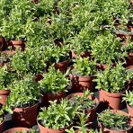 Vrbica vŕbolistá (Lythrum salicaria) – výška 10–15 cm, kont. C2L